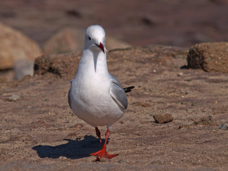 Swakopmund, Seagull